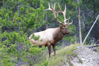 Why Hearing Protection for Elk Hunting Season?