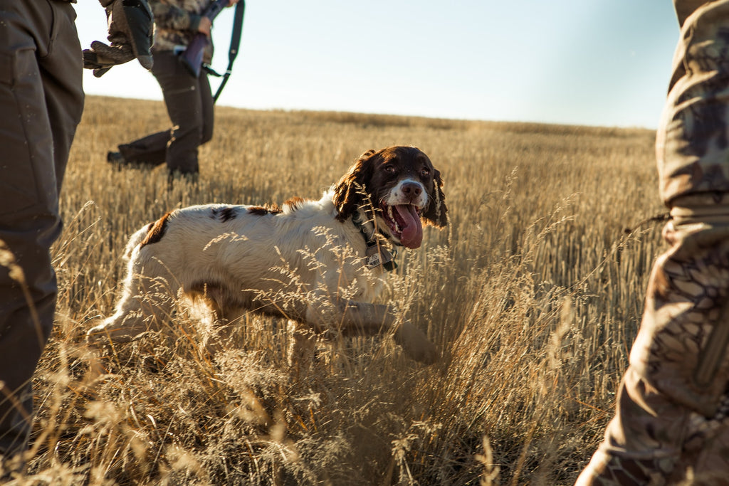 Training springer spaniel to hot sale hunt