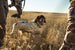 Gun Dog AlphaShield Pro